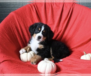 Bernese Mountain Dog Puppy for sale in SUGARCREEK, OH, USA