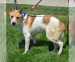 Small #1 Jack Russell Terrier Mix