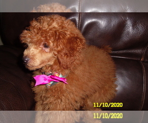 Poodle (Toy) Puppy for sale in DULUTH, GA, USA