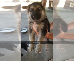 German Shepherd Dog Puppy for sale in CALEDONIA, MS, USA