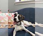 Small #1 Boston Terrier-Jack Russell Terrier Mix