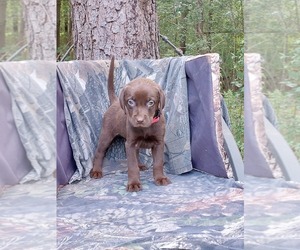 Labrador Retriever Puppy for sale in ELKO, GA, USA