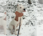 Small Photo #1 Dogo Argentino Puppy For Sale in PATERSON, NJ, USA