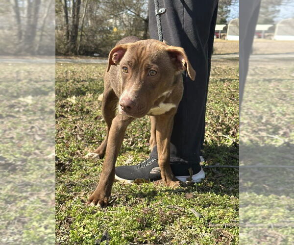 Medium Photo #1 American Staffordshire Terrier-Unknown Mix Puppy For Sale in Wenonah, NJ, USA