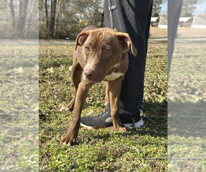 American Staffordshire Terrier-Unknown Mix Dogs for adoption in Wenonah, NJ, USA