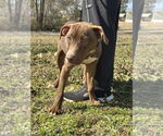 Small American Staffordshire Terrier Mix