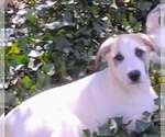 Small #3 German Shepherd Dog-Great Pyrenees Mix