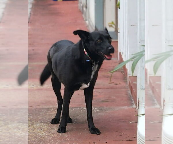 Medium Photo #2 Labrador Retriever-Unknown Mix Puppy For Sale in oakland, FL, USA