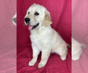 English Cream Golden Retriever Puppy for sale in GREENFIELD, IN, USA