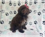 Small #3 ShihPoo