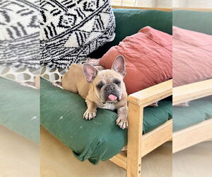 French Bulldog Dogs for adoption in Oak Bluffs, MA, USA