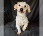 Small Dachshund-Poodle (Toy) Mix