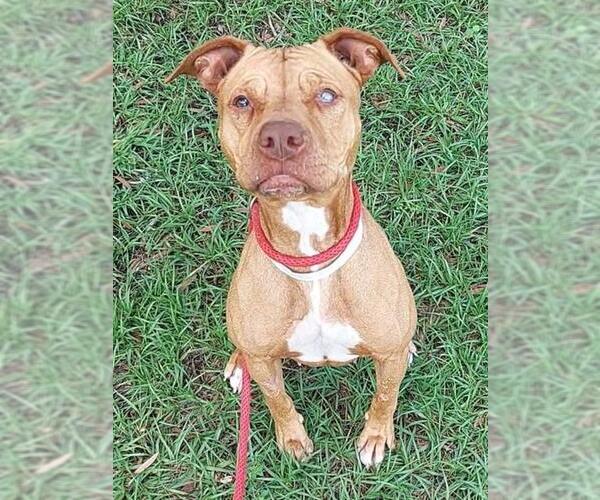 Medium Photo #1 American Staffordshire Terrier-Unknown Mix Puppy For Sale in Fort Lauderdale, FL, USA