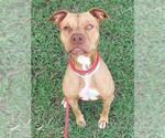 Small American Staffordshire Terrier Mix