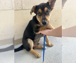Labrador Retriever-Unknown Mix Dogs for adoption in The Woodlands, TX, USA