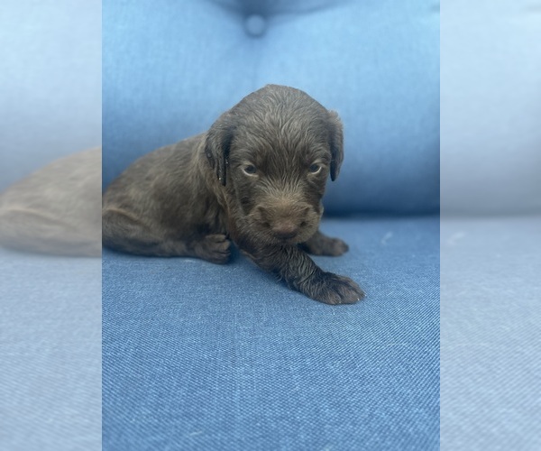 Medium Photo #3 Labradoodle Puppy For Sale in GEORGETOWN, SC, USA