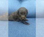 Small #2 Labradoodle