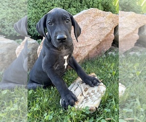 Great Dane Puppy for sale in MIDDLEBURY, IN, USA
