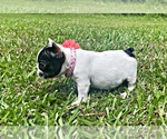 Small Photo #2 French Bulldog Puppy For Sale in LOCUST GROVE, GA, USA