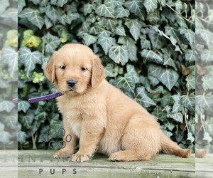 Golden Retriever Puppy for sale in NEW HOLLAND, PA, USA