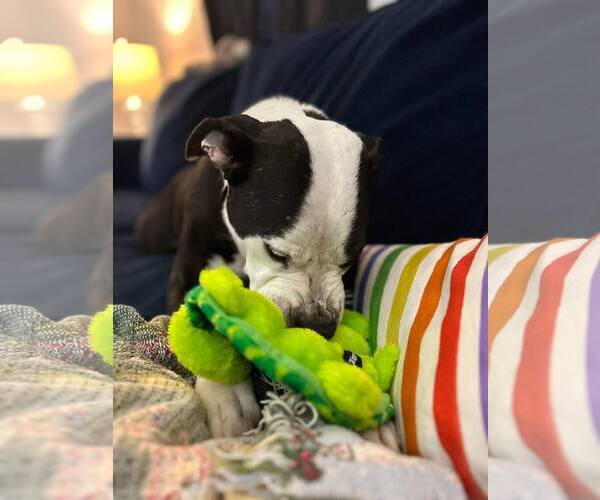 Medium Photo #26 Mutt Puppy For Sale in Mount Laurel, NJ, USA