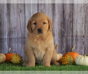Golden Retriever Puppy for sale in FREDERICKSBG, OH, USA
