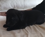 Small Photo #3 Labrador Retriever Puppy For Sale in ORANGE, MA, USA