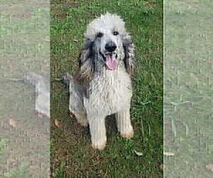 Medium Poodle (Standard)