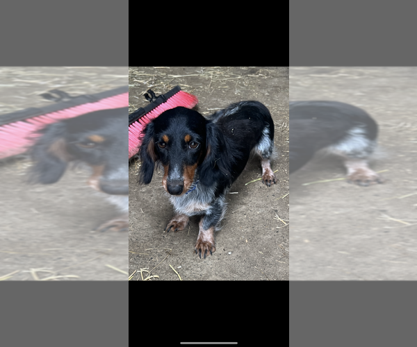 Medium Photo #1 Dachshund Puppy For Sale in NILES, MI, USA