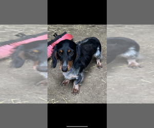 Mother of the Dachshund puppies born on 06/20/2025