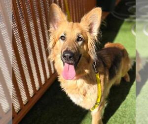 German Shepherd Dog-Unknown Mix Dogs for adoption in Las Vegas, NV, USA