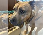 Small #1 Mastiff