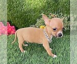Small #3 Chihuahua