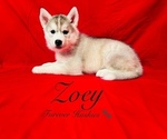 Puppy Zoey Siberian Husky