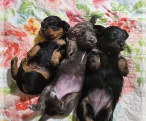 Dachshund Puppy for sale in AIKEN, SC, USA
