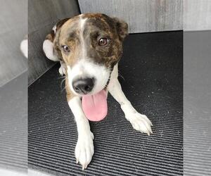 American Staffordshire Terrier-Unknown Mix Dogs for adoption in San Antonio, TX, USA