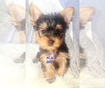 Small Photo #6 Yorkshire Terrier Puppy For Sale in MORENO VALLEY, CA, USA