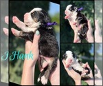 Puppy Hank Williams J Great Bernese