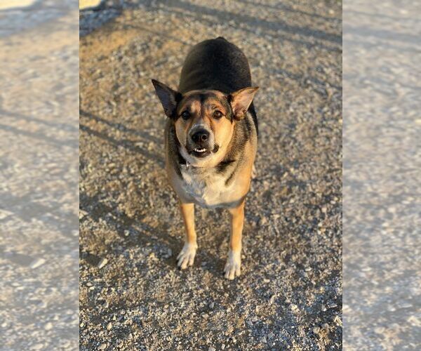 Medium Photo #8 Mutt Puppy For Sale in Evansville, IN, USA