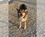 Small #7 Mutt