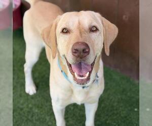 Labrador Retriever Dogs for adoption in San Diego, CA, USA