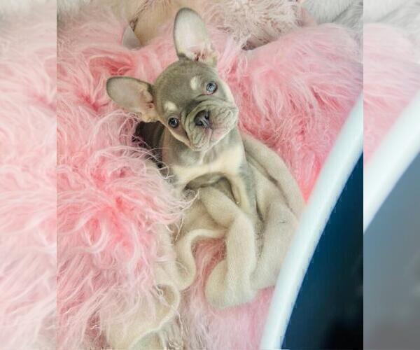 Medium Photo #4 French Bulldog Puppy For Sale in TAMPA, FL, USA