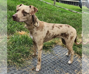 Catahoula Leopard Dog Dogs for adoption in Walnutport, PA, USA