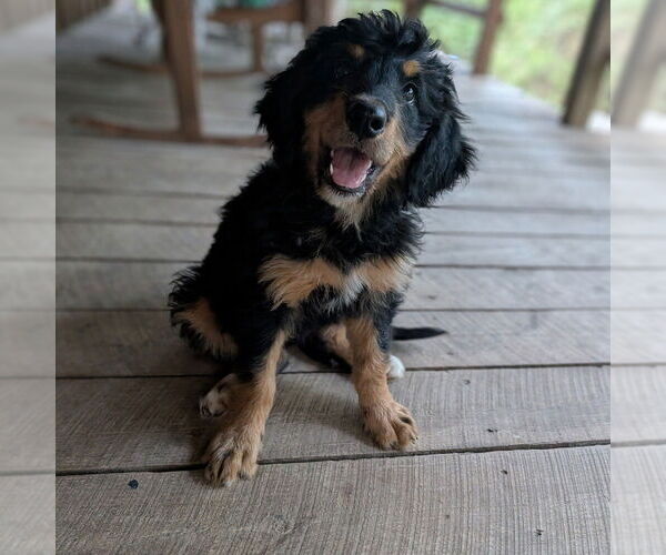 Medium Photo #1 Bernese Mountain Dog-Unknown Mix Puppy For Sale in Vail, AZ, USA