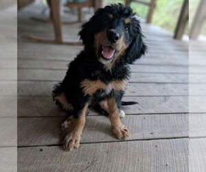Bernese Mountain Dog-Unknown Mix Dogs for adoption in Vail, AZ, USA