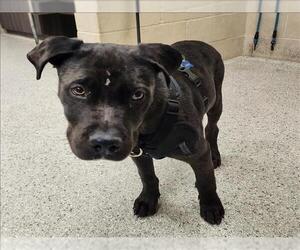 American Staffordshire Terrier-Unknown Mix Dogs for adoption in Conroe, TX, USA