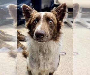 Border Collie-Unknown Mix Dogs for adoption in Olathe, KS, USA