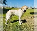 Small #1 Great Pyrenees Mix