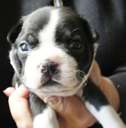 Boston Terrier Puppy for sale in MULINO, OR, USA