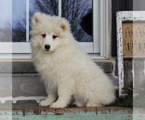 Medium Photo #2 Samoyed Puppy For Sale in GORDONVILLE, PA, USA